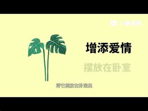 龜背芋寓意|【龜背芋寓意】龜背芋寓意：擺放不同位置化解厄運招好運！